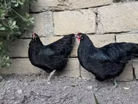 Australorp — photo 4