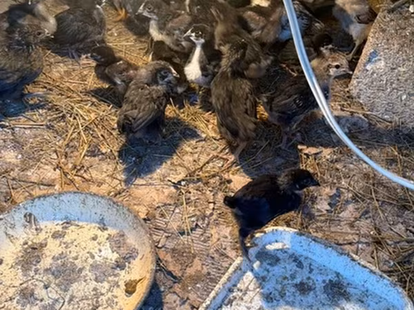 Chickens — Azerbaijan