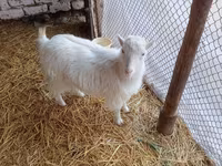 Коза, Saanen goat — фото 1