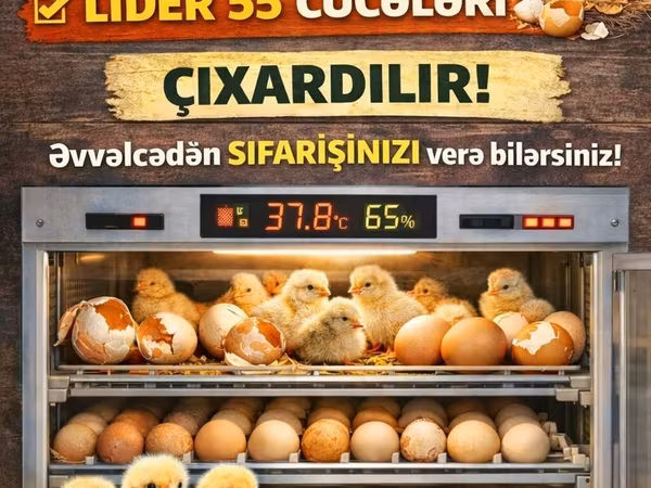 Chickens — Azərbaycan