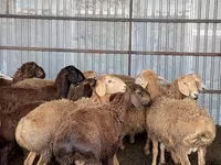 Qoç, Arashan sheep — foto 8