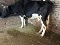 Buqa, Russian Black pied cattle — 5-rasm