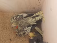 Məhsul: Nimfa (Cockatiel) tutuquşuları və qəfəs dəsti Təsvir: - 2 — 照片 3