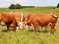 بقرة, Swiss cattle — الصورة 6