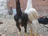 Chickens — photo 4