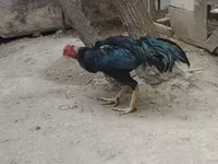 Chickens — photo 2