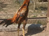 Chickens — फ़ोटो 2