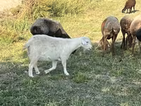 母山羊, Nubian Goat — 照片 4
