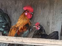 Chickens — photo 1