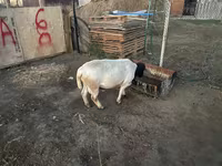 Qoç, Dorper sheep — foto 2