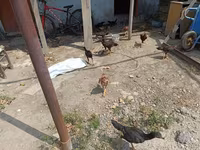 Chickens — الصورة 2