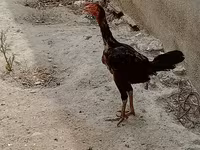 Guinea fowl — photo 2