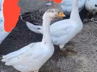 Geese — الصورة 3
