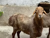 Ovelhas (lote, sexo não especificado), Ovelhas — foto 2