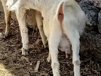 Billy Goat, Goats — photo 3