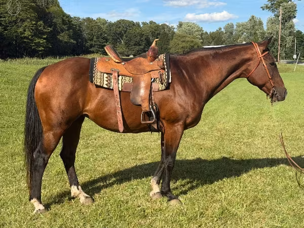 Madyan, Quarter Horse
