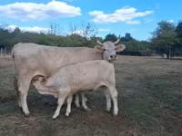 Vaca, Raça Carpatiana Marrom — foto 1