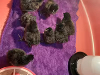 Chickens — photo 3