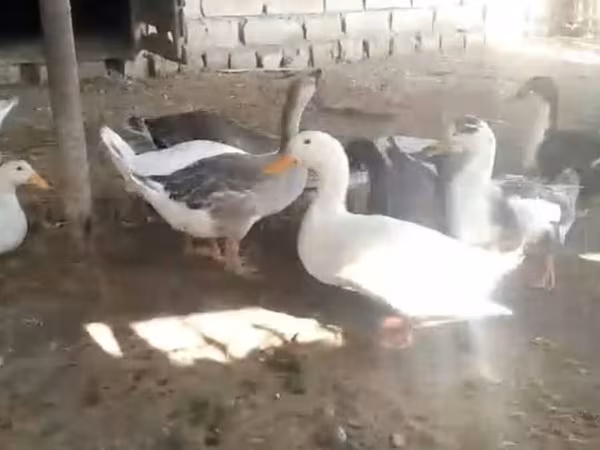 Geese — Azerbaijan