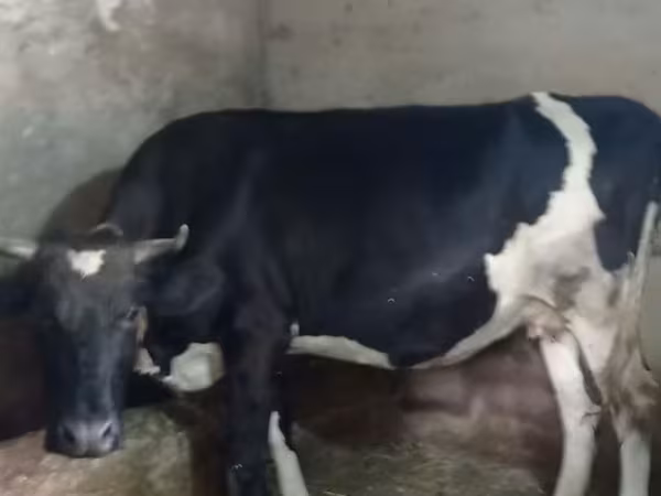 بقرة, Russian Black pied cattle
