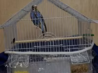 Dalğalı tutuquşu və qəfəs dəsti - Növ: dalğalı tutuquşu (budgerigar) — Foto 1