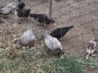 Ducks — Foto 3