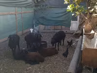 Beran, Arabi sheep — foto 2