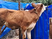 İnək, Simmental cattle — foto 2