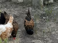 Chickens — الصورة 5