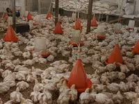 Chickens — foto 3