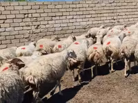 母羊, Sheep — 照片 6