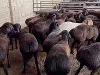 Sheep (batch, sex not specified), Sheep — photo 3