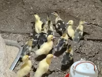 Ducks — photo 3