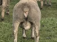 Qoç, Ile-de-France sheep — foto 5