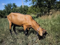 Kozel, Kozy — foto 2