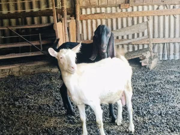 公山羊, Kamori goats