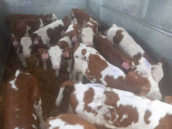 Toro, Simmental cattle