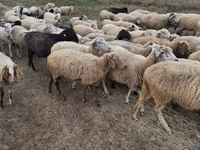 Oveja, Ovejas — foto 2