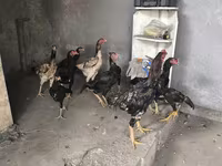 Chickens — الصورة 3