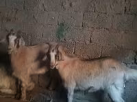 Dişi keçi, Alpine goat — foto 2