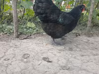 澳洲黑 — 照片 2