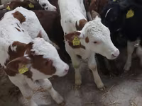 Buğa, Simmental cattle — foto 1