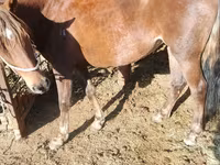 Yegua, French Trotter — foto 1