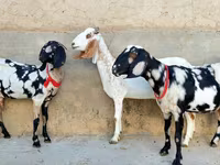 Cabra, Beetal goats — foto 3