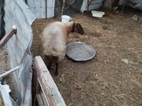 Qoç, Blackheaded Persian sheep — foto 7