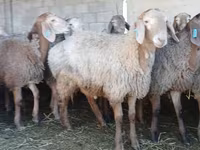 Qoʻchqor, Arashan sheep — 5-rasm