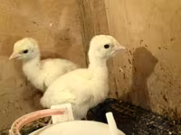 Turkeys — foto 2