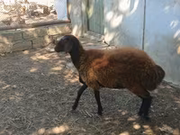 Qoyun, Qoyunlar — foto 1