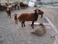 Qoç, Qoyunlar — foto 1
