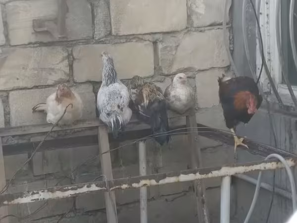 Chickens — Azerbaijan
